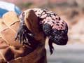 Gila Monster 4
