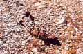 Gila Monster 5