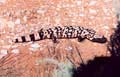 Gila Monster 6