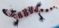 Gila Monster