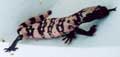 Gila Monster 2