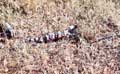 Gila Monster 3